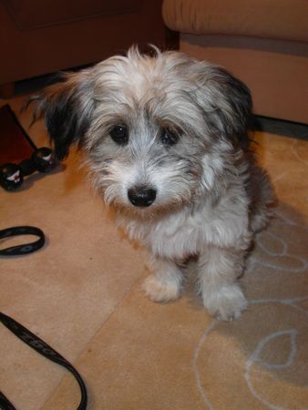 Tibet-Terrier Hunde Foto 27411 Tibet-Terrier Kann mich nicht mal jemand knuddeln?