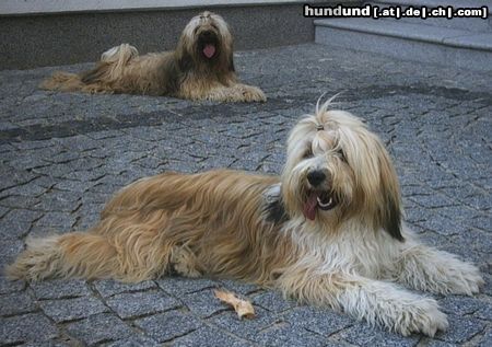 Tibet-Terrier Hunde Foto 6995 Tibet-Terrier Sami und Bruder Boomer nach dem Toben
