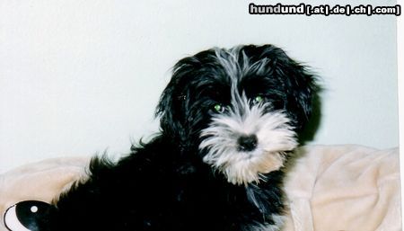 Tibet-Terrier Hunde Foto 7240 Tibet-Terrier Wenn ich groß bin werd ich auch ´mal ein Tibi!