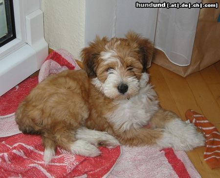 Tibet-Terrier Hunde Foto 6996 Tibet-Terrier Gini im neuen Zuhause