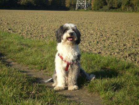 Tibet-Terrier Eddy