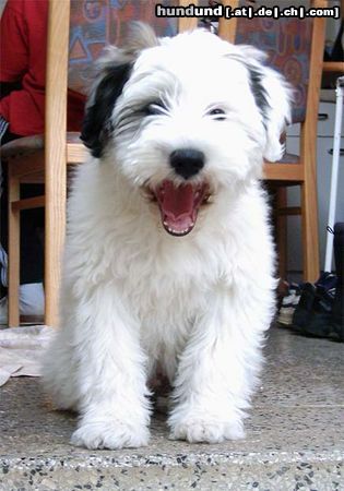 Tibet-Terrier Hunde Foto 12169 Tibet-Terrier was bin ich müde...!