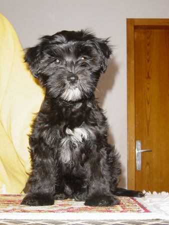 Tibet-Terrier Hunde Foto 2279 Tibet-Terrier Sana
