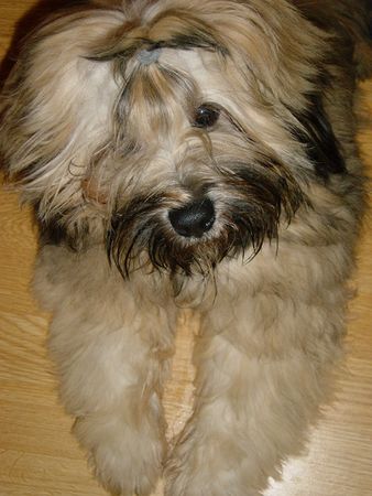Tibet-Terrier Hunde Foto 2281 Tibet-Terrier Boomer
