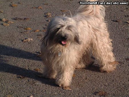 Tibet-Terrier Hunde Foto 16553 in höherer Auflösung ansehen Tibet-Terrier Posing!