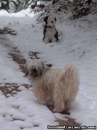 Tibet-Terrier Hunde Foto 16554 in höherer Auflösung ansehen Tibet-Terrier Posing!