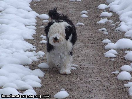 Tibet-Terrier Hunde Foto 16558 in höherer Auflösung ansehen Tibet-Terrier Bon-Tschi nach dem Toben im Schnee