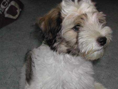 Tibet-Terrier Hunde Foto 970 Tibet-Terrier Ka-ri (3 Monate jung)