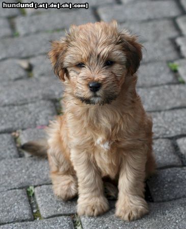 Tibet-Terrier Emil, etwas feucht heute