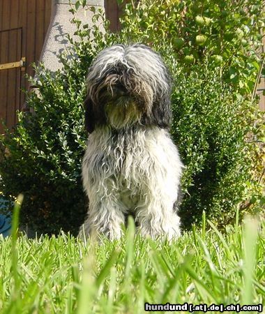 Tibet-Terrier Hunde Foto 26158 in höherer Auflösung ansehen Tibet-Terrier bin ich nicht schön.....
