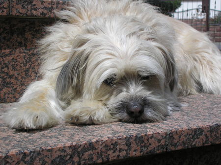 Tibet-Terrier Hunde Foto 38326 Tibet-Terrier Mir is ja sooo langweilig!!