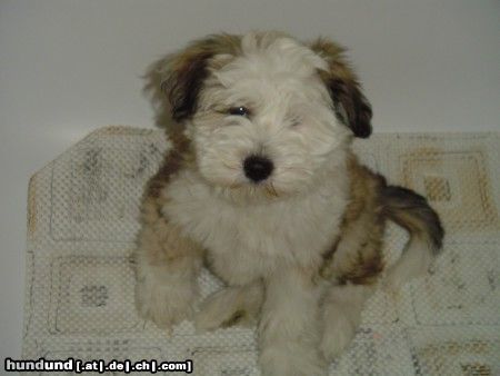 Tibet-Terrier Hunde Foto 11474 Tibet-Terrier Wo bleibt mein Bad???