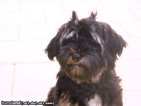 Tibet-Terrier Hunde Foto 9287 Tibet-Terrier Shambala 5 Monate