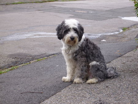 Tibet-Terrier Eddy