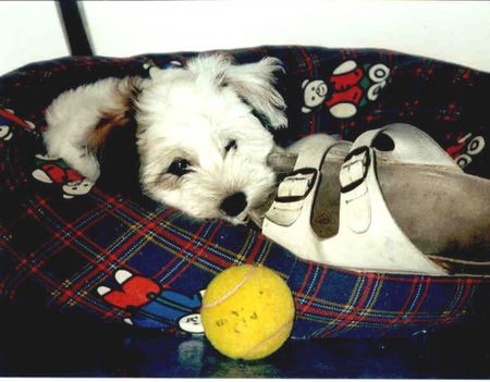 Tibet-Terrier Hunde Foto 2284 Tibet-Terrier Khan-po