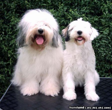 Tibet-Terrier Mein Papa Khan-po und ich!