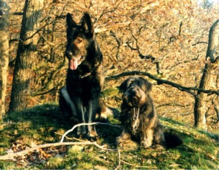 Tibet-Terrier Hunde Foto 1330 Tibet-Terrier Bonny (8 Jahre) mit ihrem Kumpel Arco.