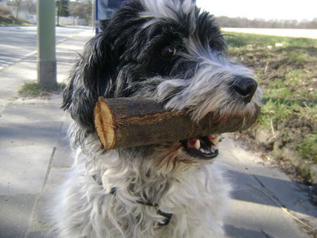 Tibet-Terrier alter Männi mit Baumstamm