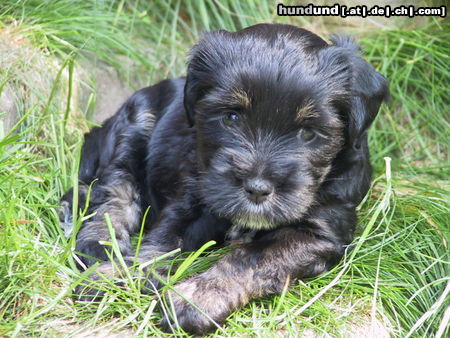 Tibet-Terrier Hunde Foto 45065 Tibet-Terrier Mara 7 Wochen alt