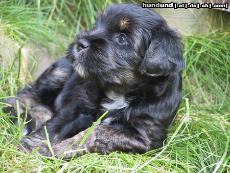 Tibet-Terrier Hunde Foto 45066 Tibet-Terrier Mara 7 Wochen alt