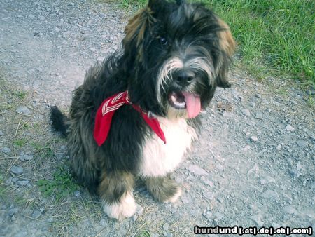 Tibet-Terrier Hunde Foto 9109 Tibet-Terrier Momo du Chateau des Chevaux