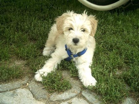 Tibet-Terrier Nelly