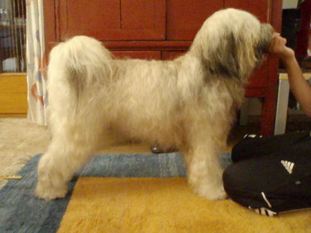 Tibet-Terrier Hunde Foto 39825 in höherer Auflösung ansehen Tibet-Terrier Tibet terrier 17 Monate