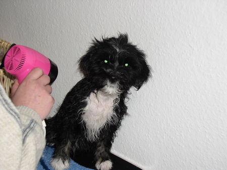 Tibet-Terrier Hunde Foto 29880 in höherer Auflösung ansehen Tibet-Terrier starker Gegenwind