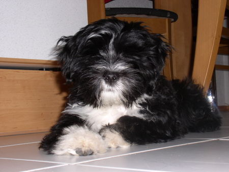 Tibet-Terrier Hunde Foto 29714 in höherer Auflösung ansehen Tibet-Terrier Siesta