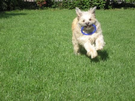 Tibet-Terrier Hunde Foto 38473 in höherer Auflösung ansehen Tibet-Terrier Achtung ich komme