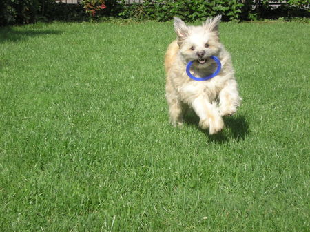 Tibet-Terrier Achtung ich komme