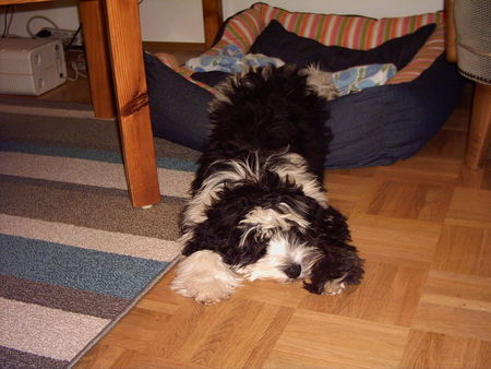 Tibet-Terrier Hunde Foto 34878 in höherer Auflösung ansehen Tibet-Terrier Gino 5 Monate