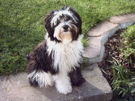 Tibet-Terrier Hunde Foto 35747 in höherer Auflösung ansehen Tibet-Terrier Gino 8 Monate