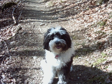 Tibet-Terrier fröhliches Kerlchen