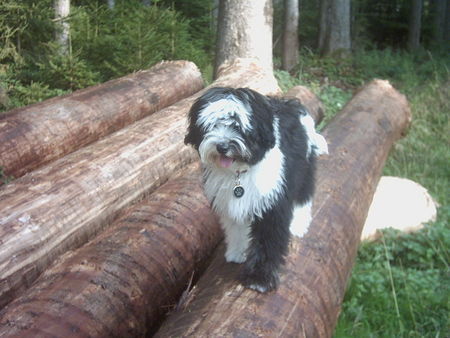 Tibet-Terrier Hunde Foto 34879 in höherer Auflösung ansehen Tibet-Terrier Gino 5 Monate