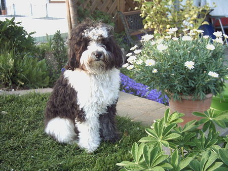 Tibet-Terrier Hunde Foto 38136 in höherer Auflösung ansehen Tibet-Terrier