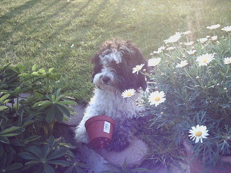 Tibet-Terrier Hunde Foto 38135 in höherer Auflösung ansehen Tibet-Terrier