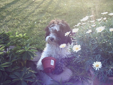 Tibet-Terrier