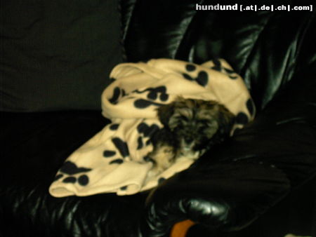 Tibet-Terrier Hunde Foto 24821 Tibet-Terrier Pebbles gerade wach