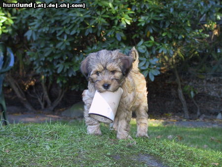 Tibet-Terrier Hunde Foto 45068 Tibet-Terrier Sara 10 Wochen alt