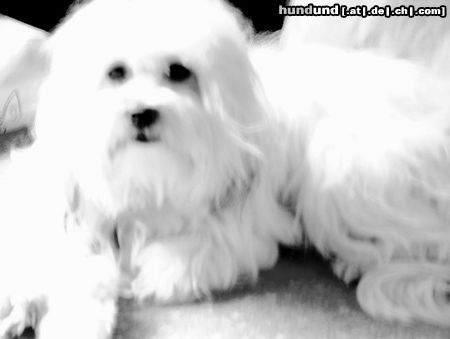 Tibet-Terrier Hunde Foto 8849 Tibet-Terrier