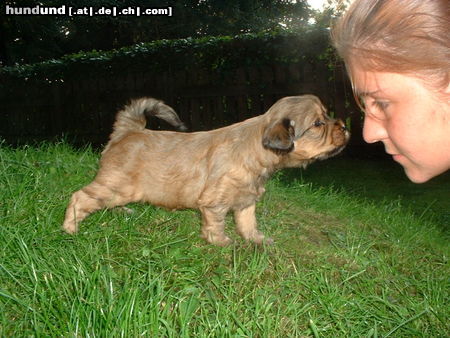 Tibet-Terrier Auge in Auge ..