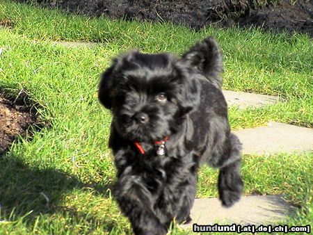 Tibet-Terrier Hunde Foto 10218 Tibet-Terrier Hallo Besucht mich unter www.Tibetterrier.mynetcologne.de