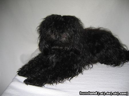 Tibet-Terrier Hunde Foto 9290 Tibet-Terrier Kischa von Barun La