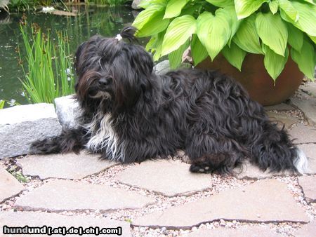 Tibet-Terrier Hunde Foto 12701 Tibet-Terrier Nele von Barun La