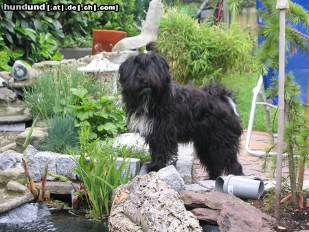 Tibet-Terrier Nele von Barun La