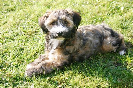 Tibet-Terrier Hunde Foto 40176 Tibet-Terrier Ibero 12 Wochen