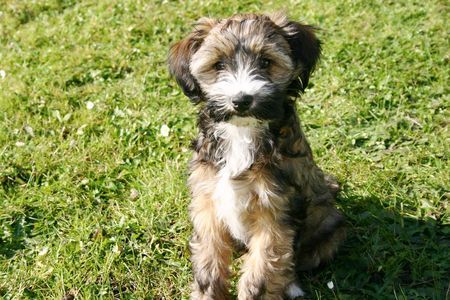 Tibet-Terrier Hunde Foto 40177 Tibet-Terrier Ibero 12 Wochen