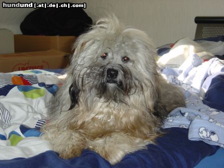 Tibet-Terrier Hunde Foto 14974 Tibet-Terrier Leon, 3 Jahre