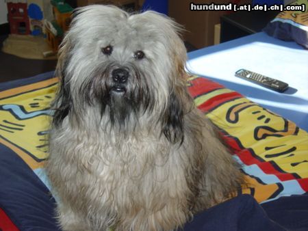 Tibet-Terrier Hunde Foto 14975 Tibet-Terrier Leon, 3 Jahre